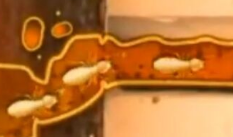 广州白蚁防治.png